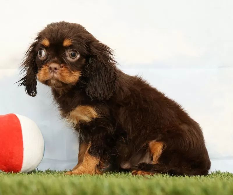 Nutmeg