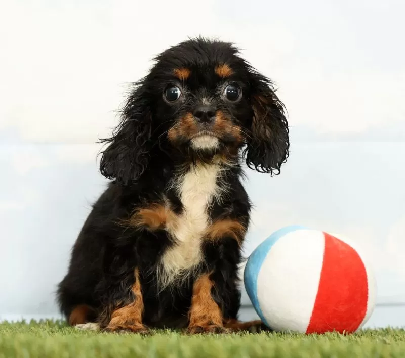 Puppy Name: Nina