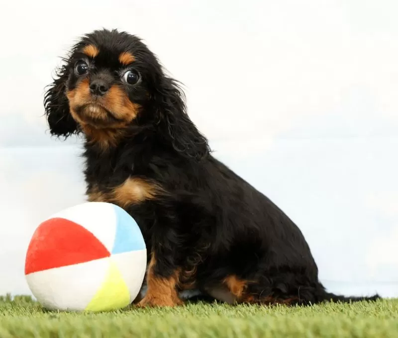 Puppy Name: Nova