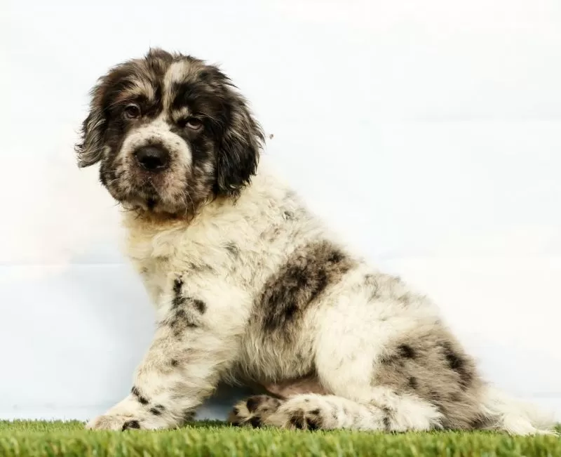 Puppy Name: Nick