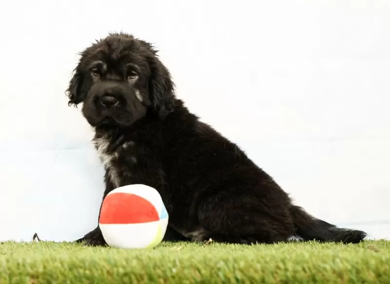 Puppy Name: Nero