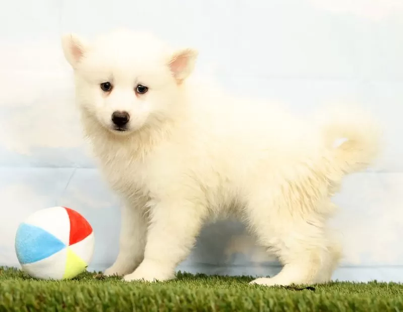 Puppy Name: Nicole