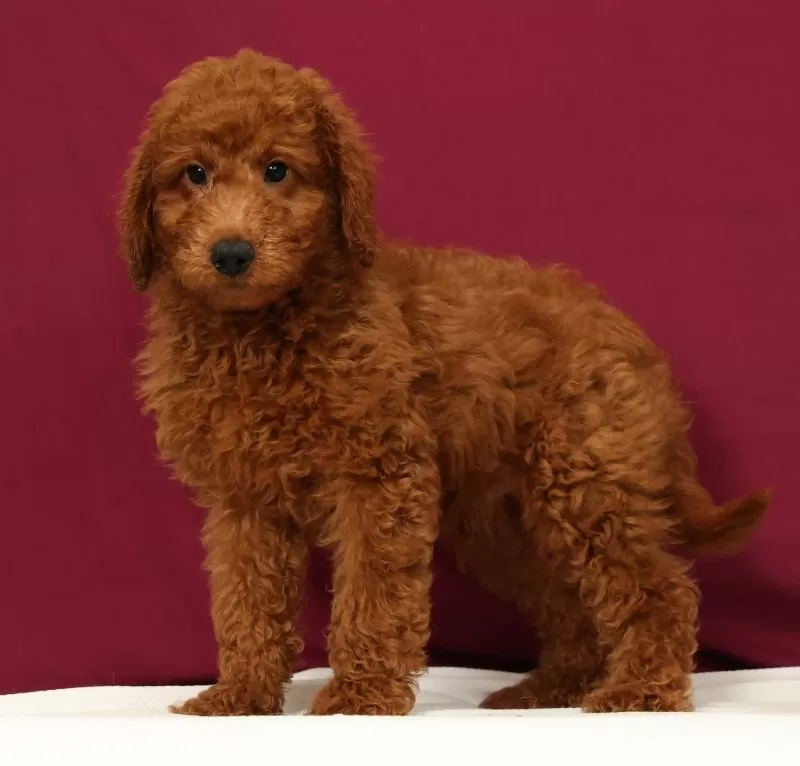 Puppy Name: Ollie