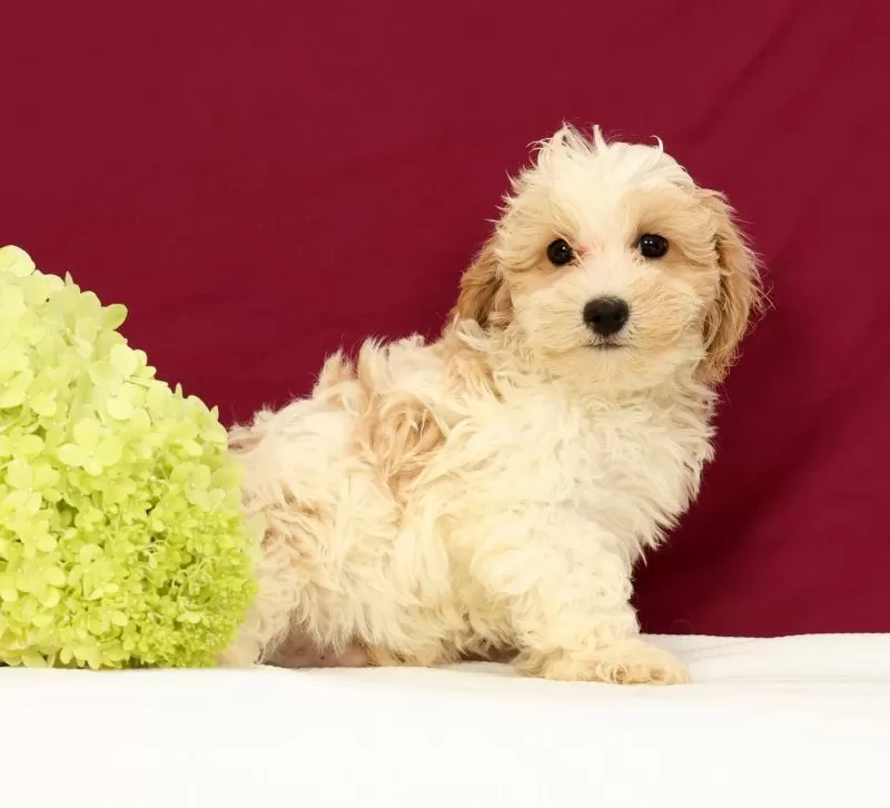 Puppy Name: Oliver