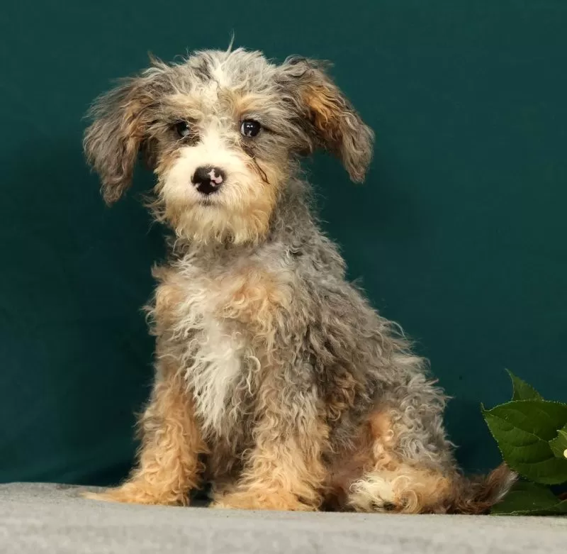 Puppy Name: Polly