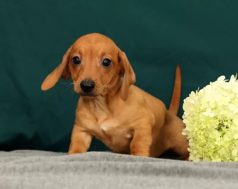 Puppy Name: Piper