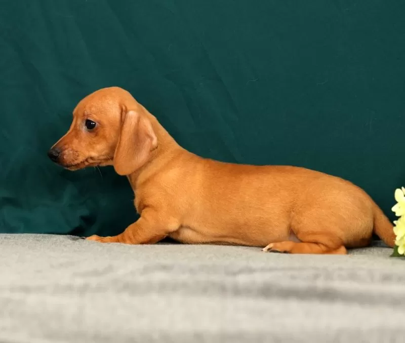 Piper