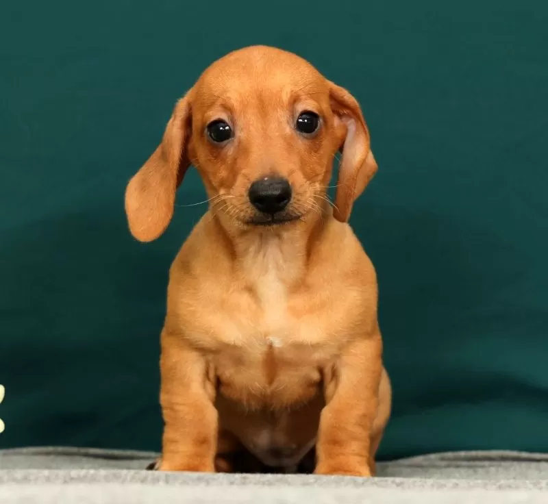 Piper