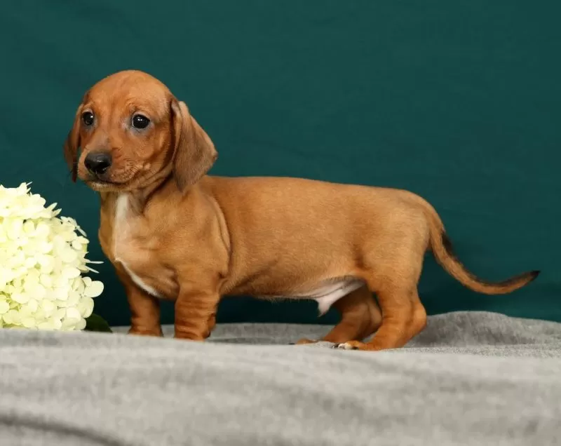 Puppy Name: Paxton