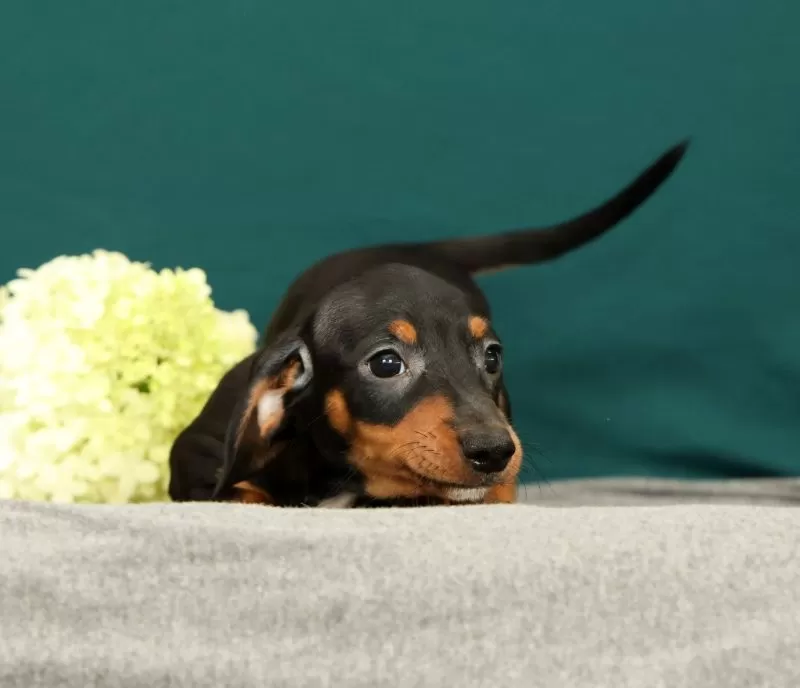 Puppy Name: Popsicle