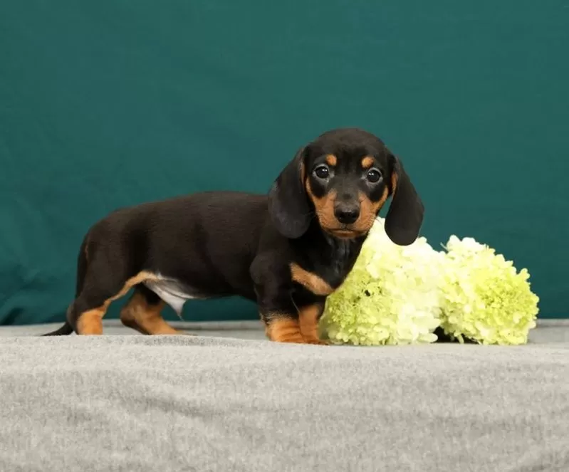 Puppy Name: Pablo