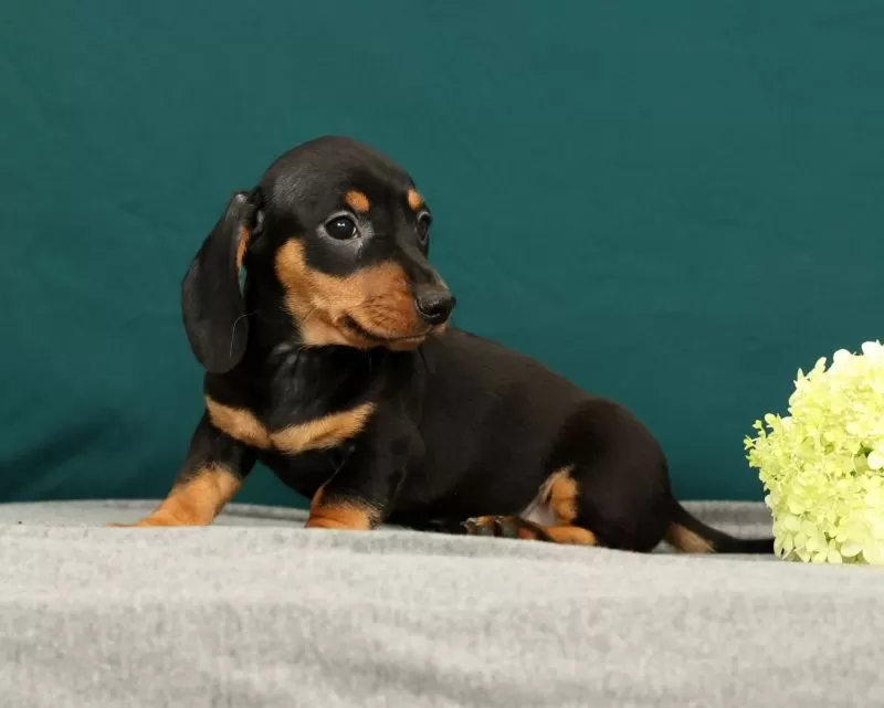 Pablo