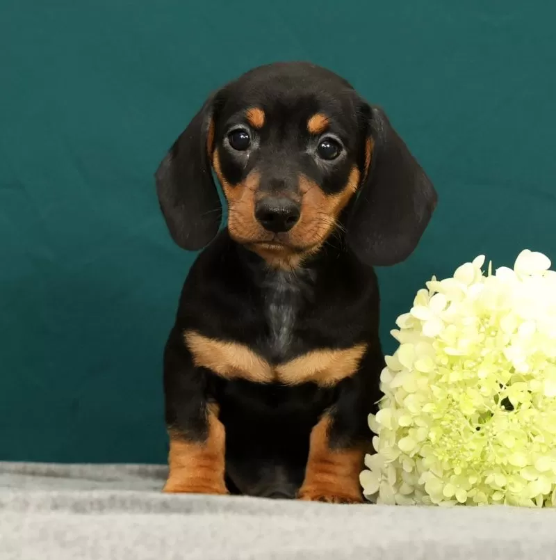 Pablo