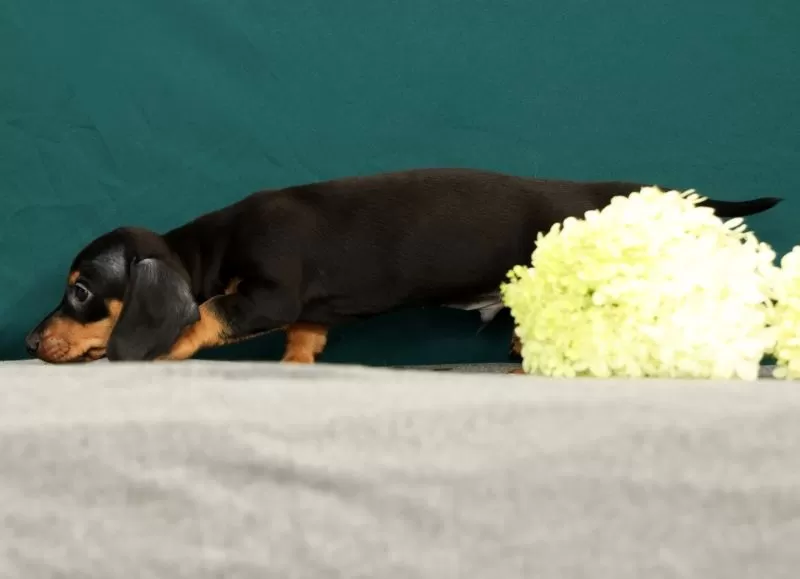 Pablo