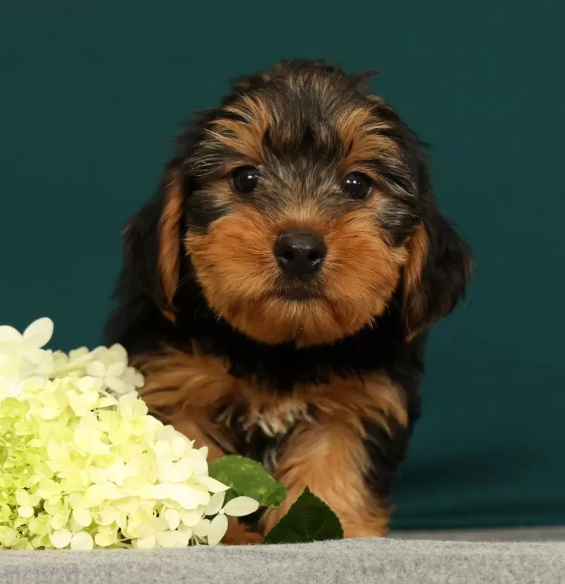 Puppy Name: Prince