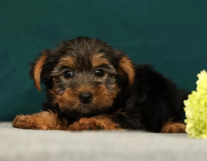 Puppy Name: Patriot