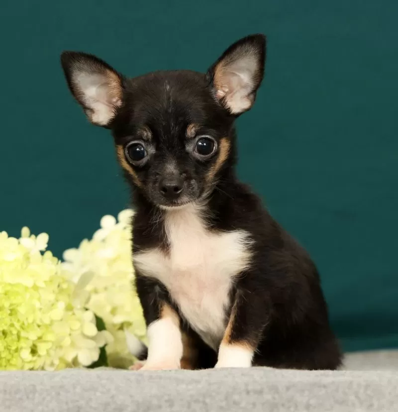 Peanut