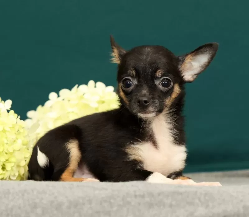 Peanut