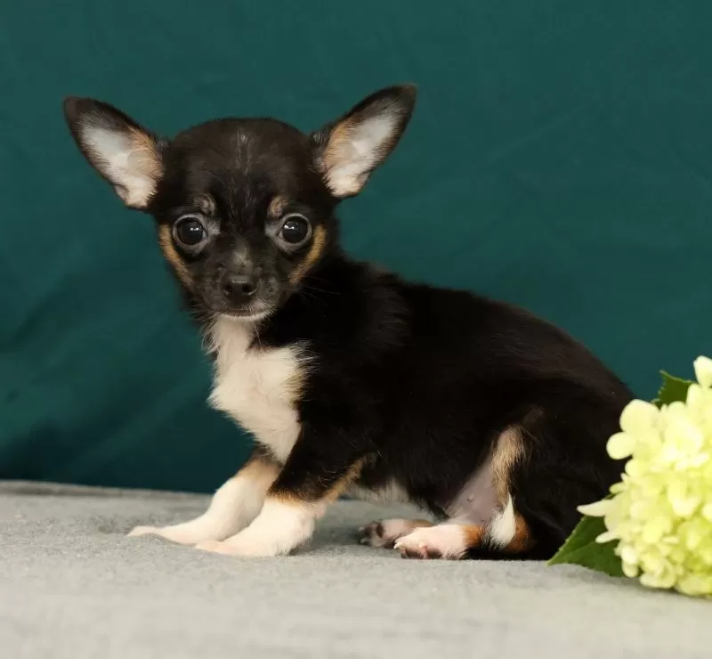 Peanut