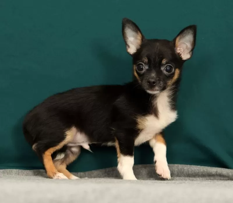Peanut