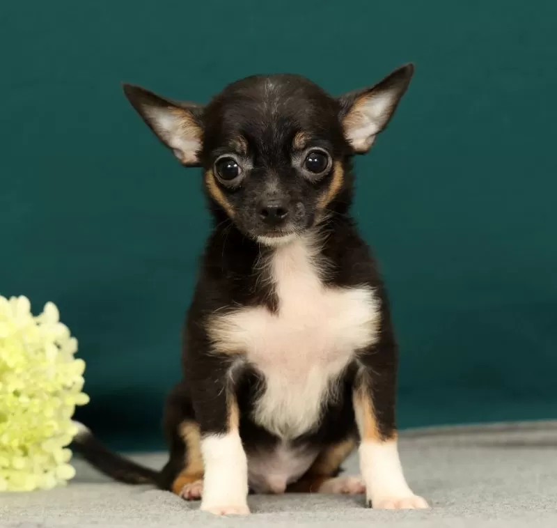 Peanut