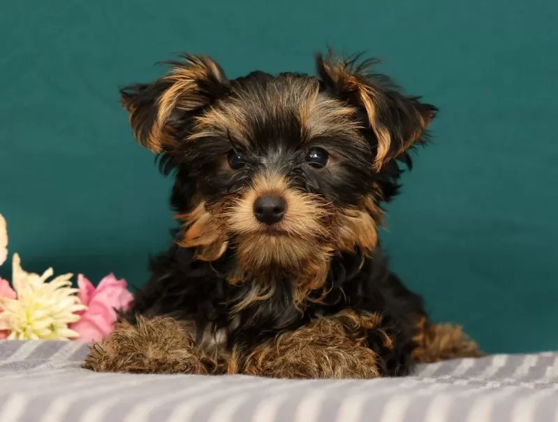 Puppy Name: Reeses