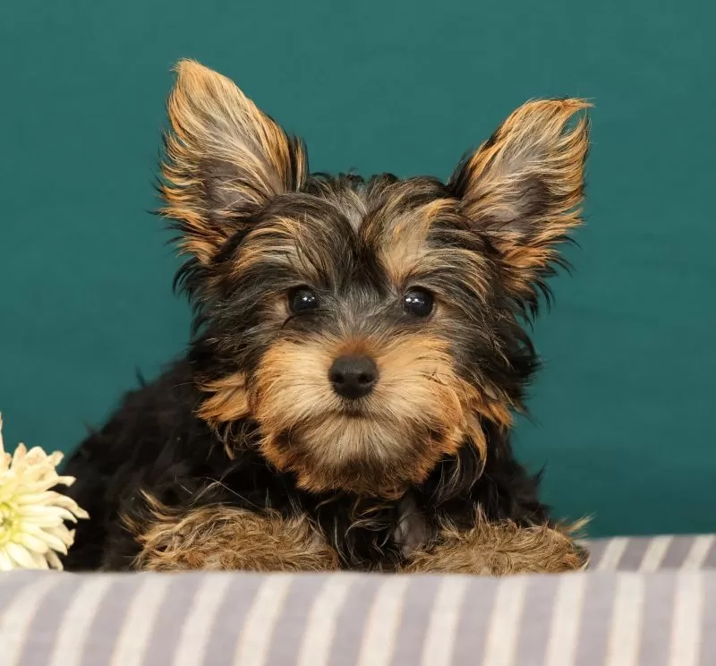 Puppy Name: Rae