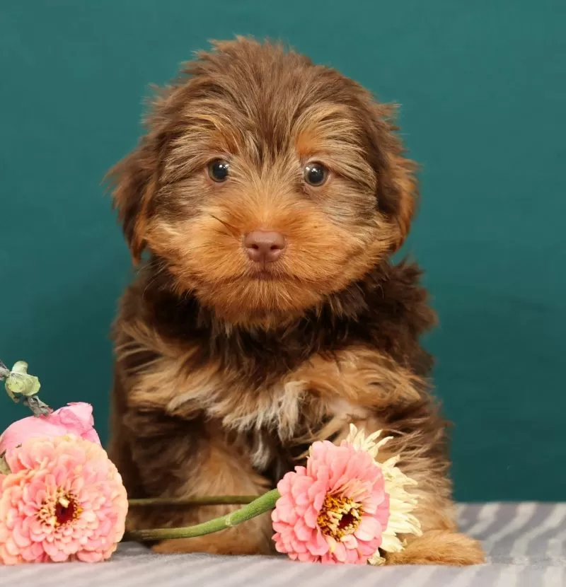 Puppy Name: River