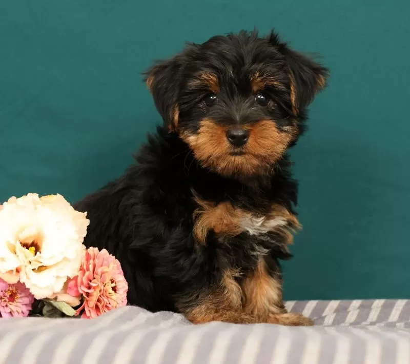 Puppy Name: Robin