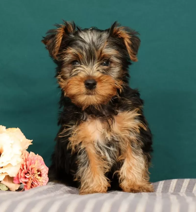 Puppy Name: Remmy