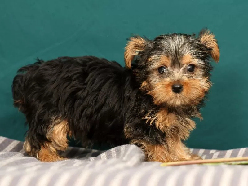 Rebecca