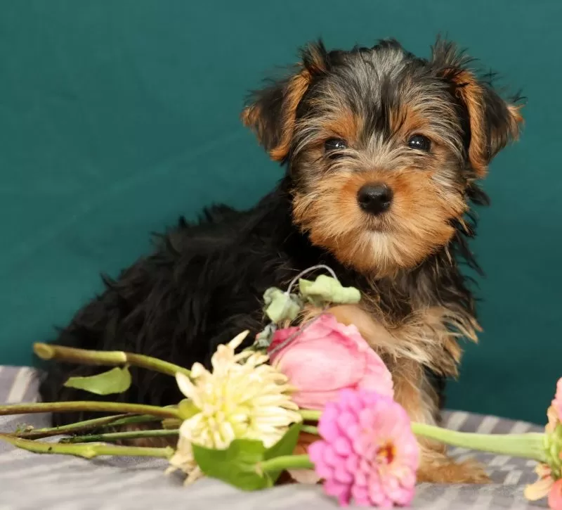 Puppy Name: Riley
