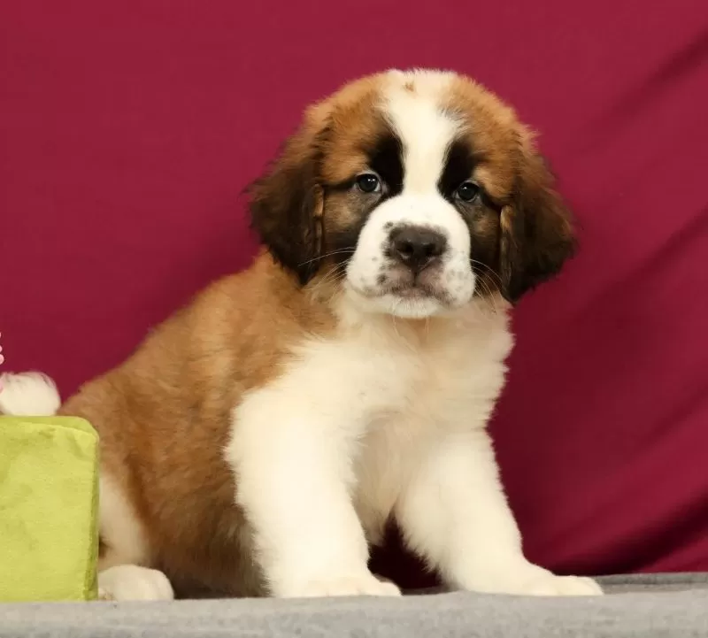 Puppy Name: Simba