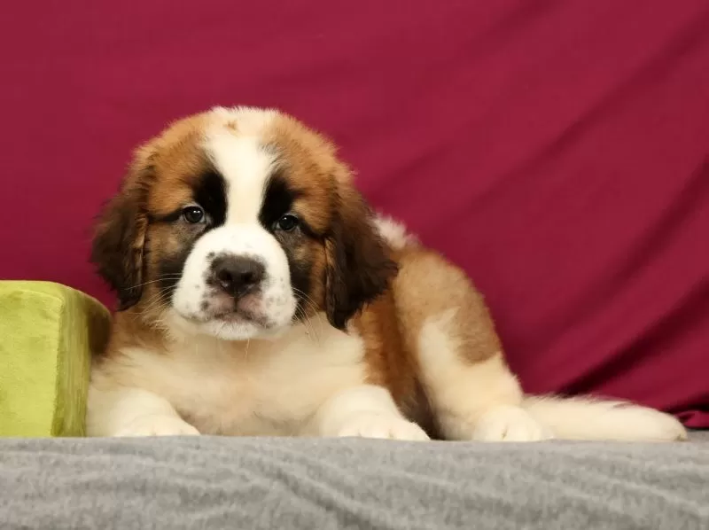 Simba
