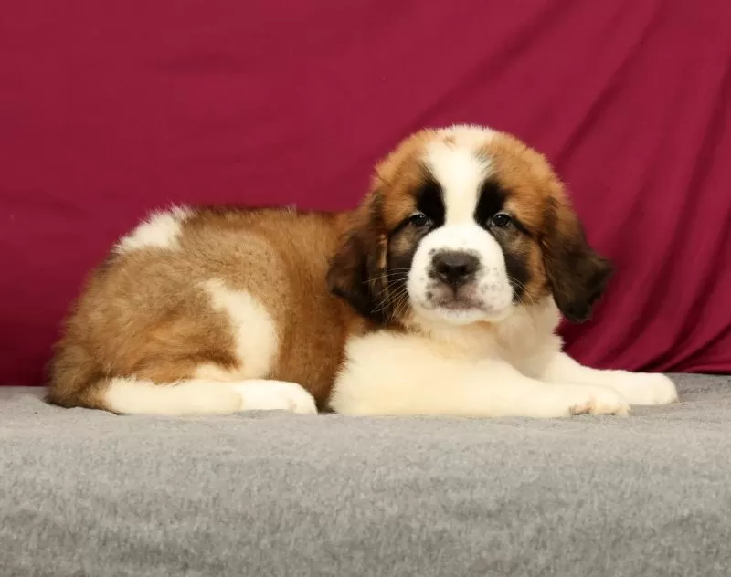 Simba
