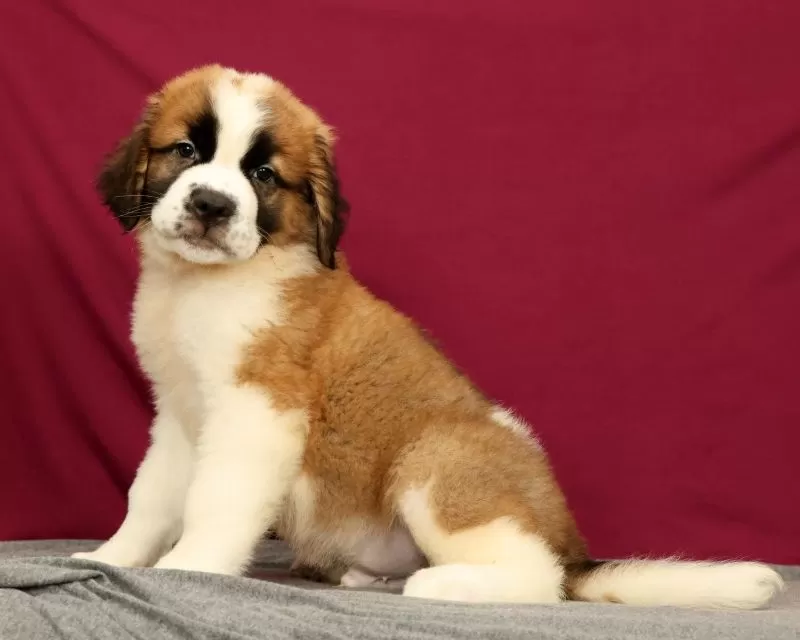 Simba