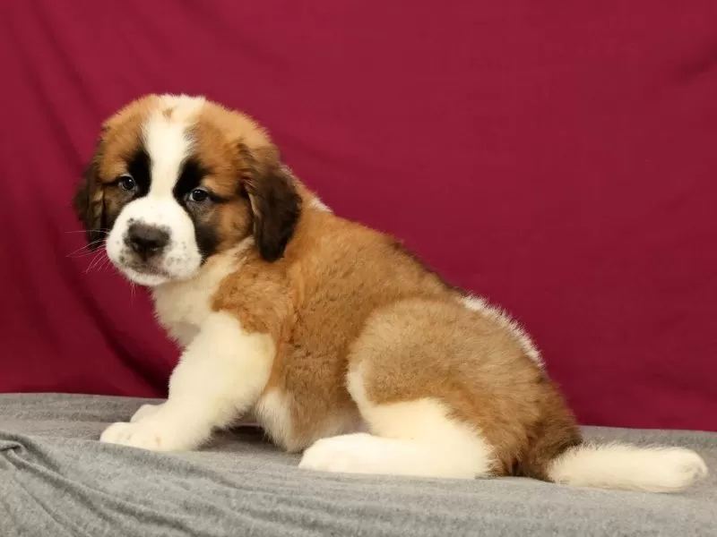 Simba
