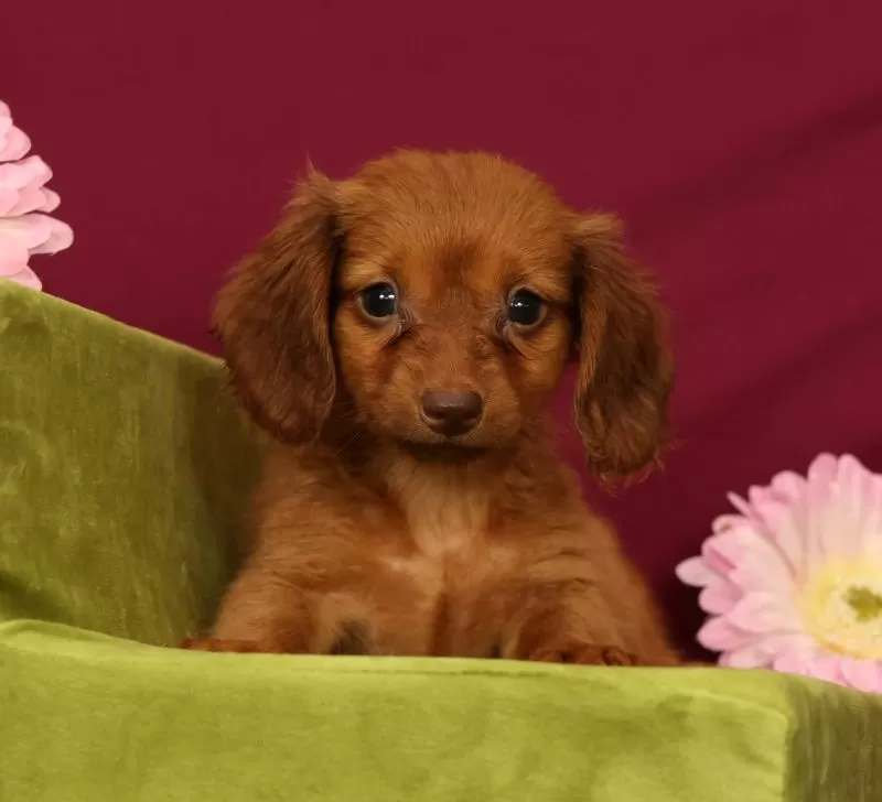 Puppy Name: Sonya