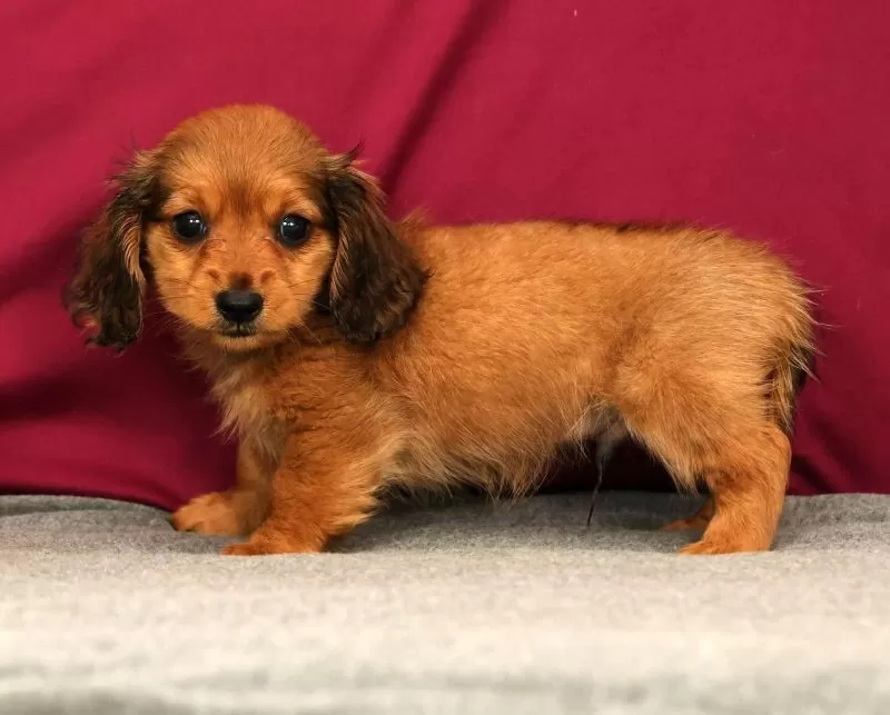 Puppy Name: Sammy