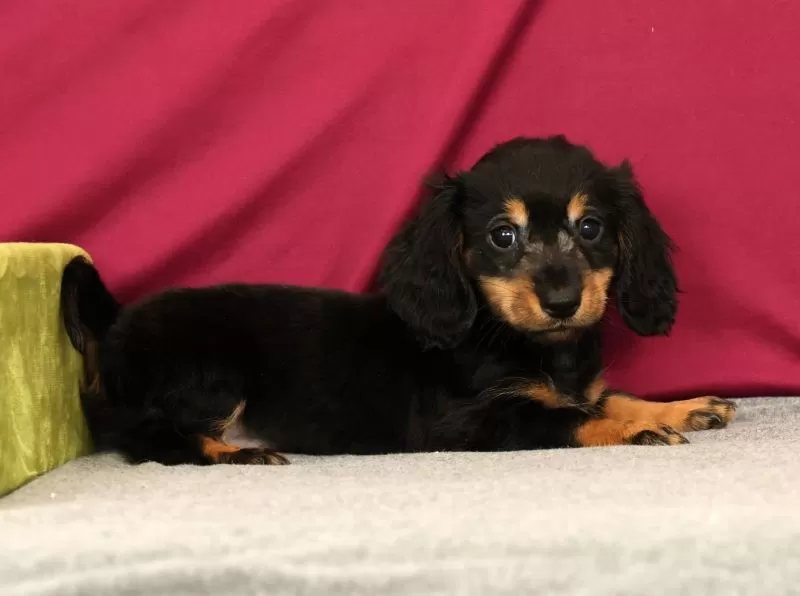 Puppy Name: Smokey