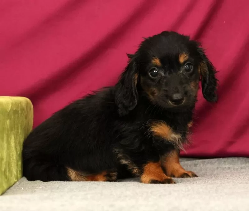 Puppy Name: Snickers