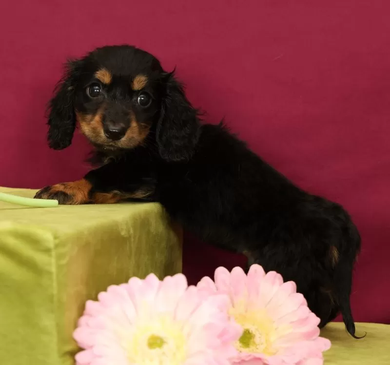 Puppy Name: Skittles