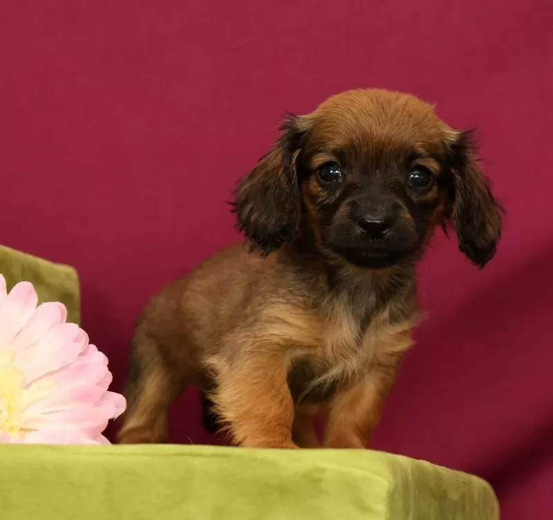 Puppy Name: Skye