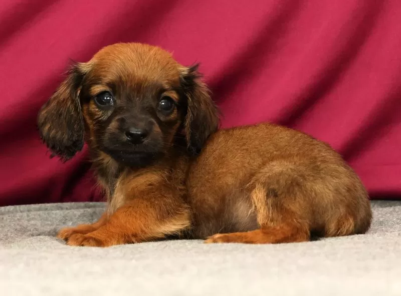 Skye