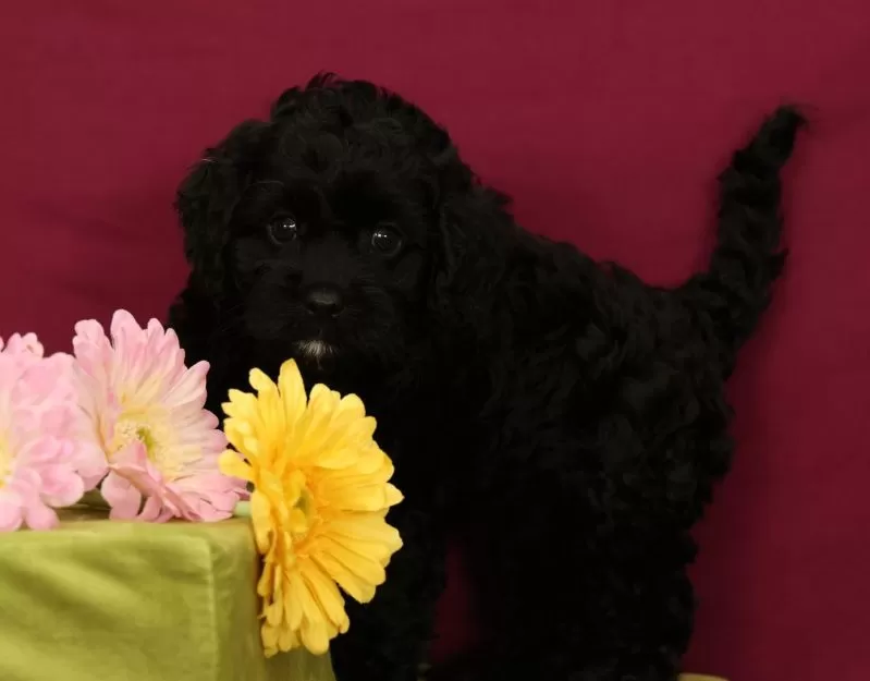 Puppy Name: Sadie