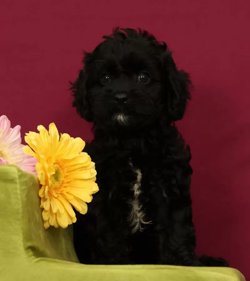 Sadie