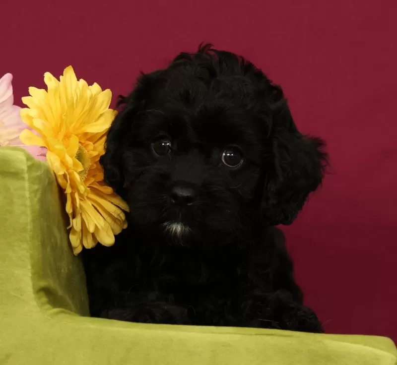 Sadie