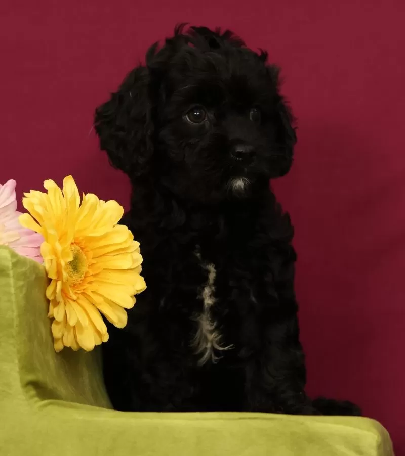 Sadie