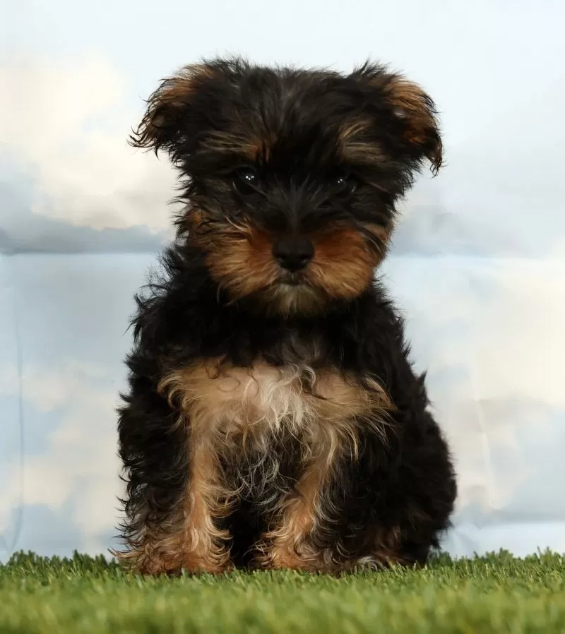 Puppy Name: Kai