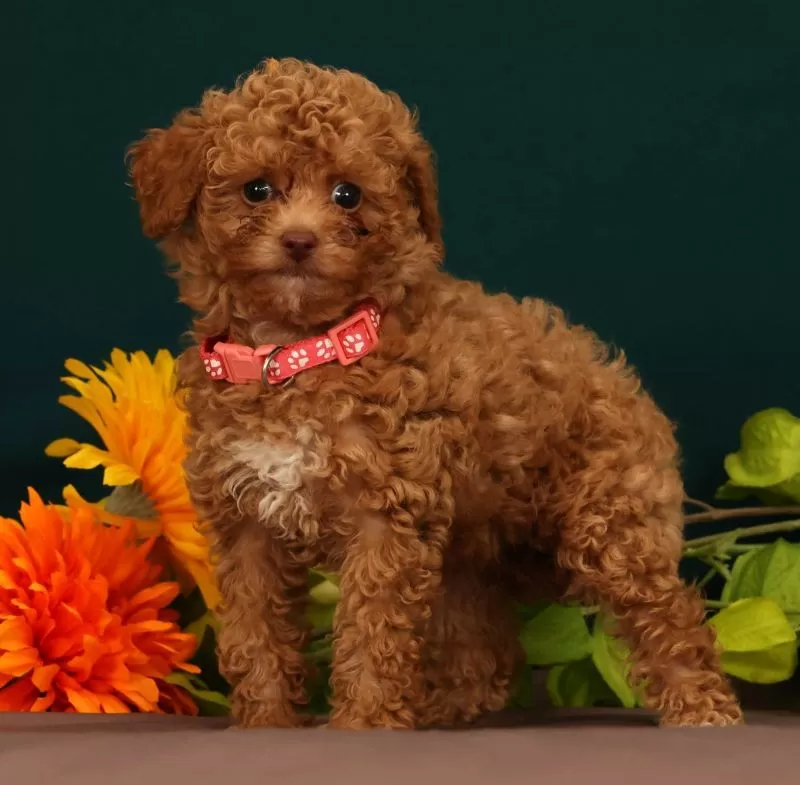 Puppy Name: Queenie